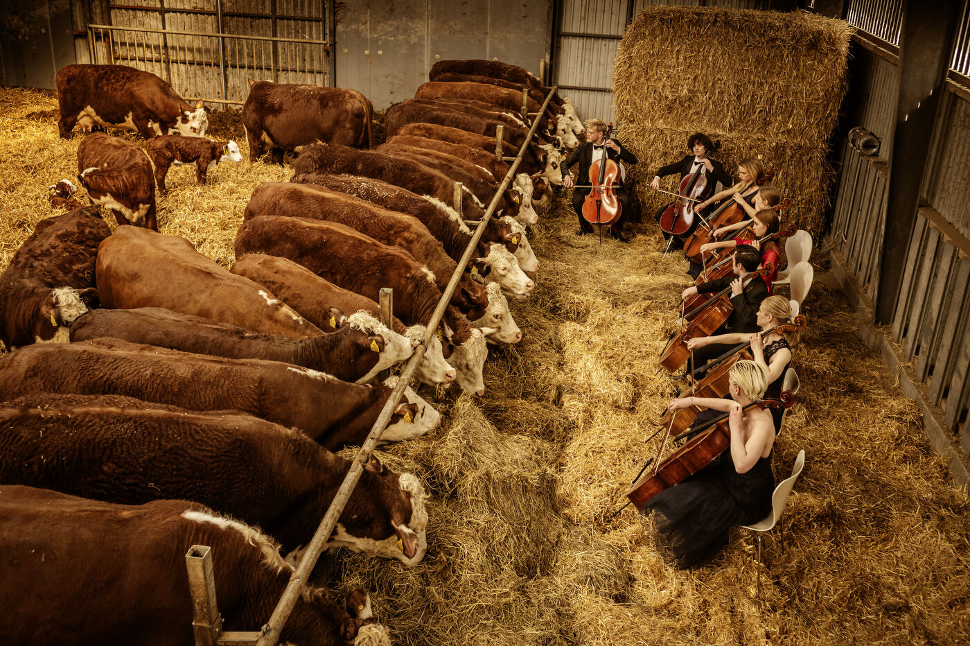 Concerts for cows